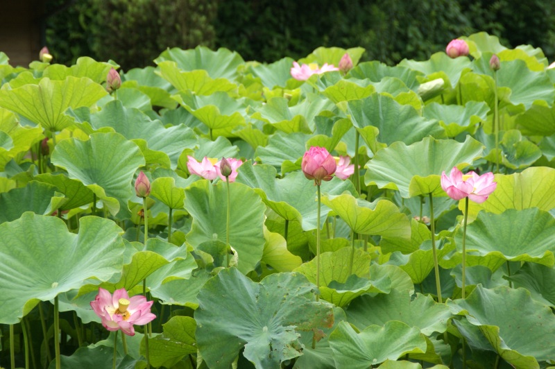 古代ハス園の花